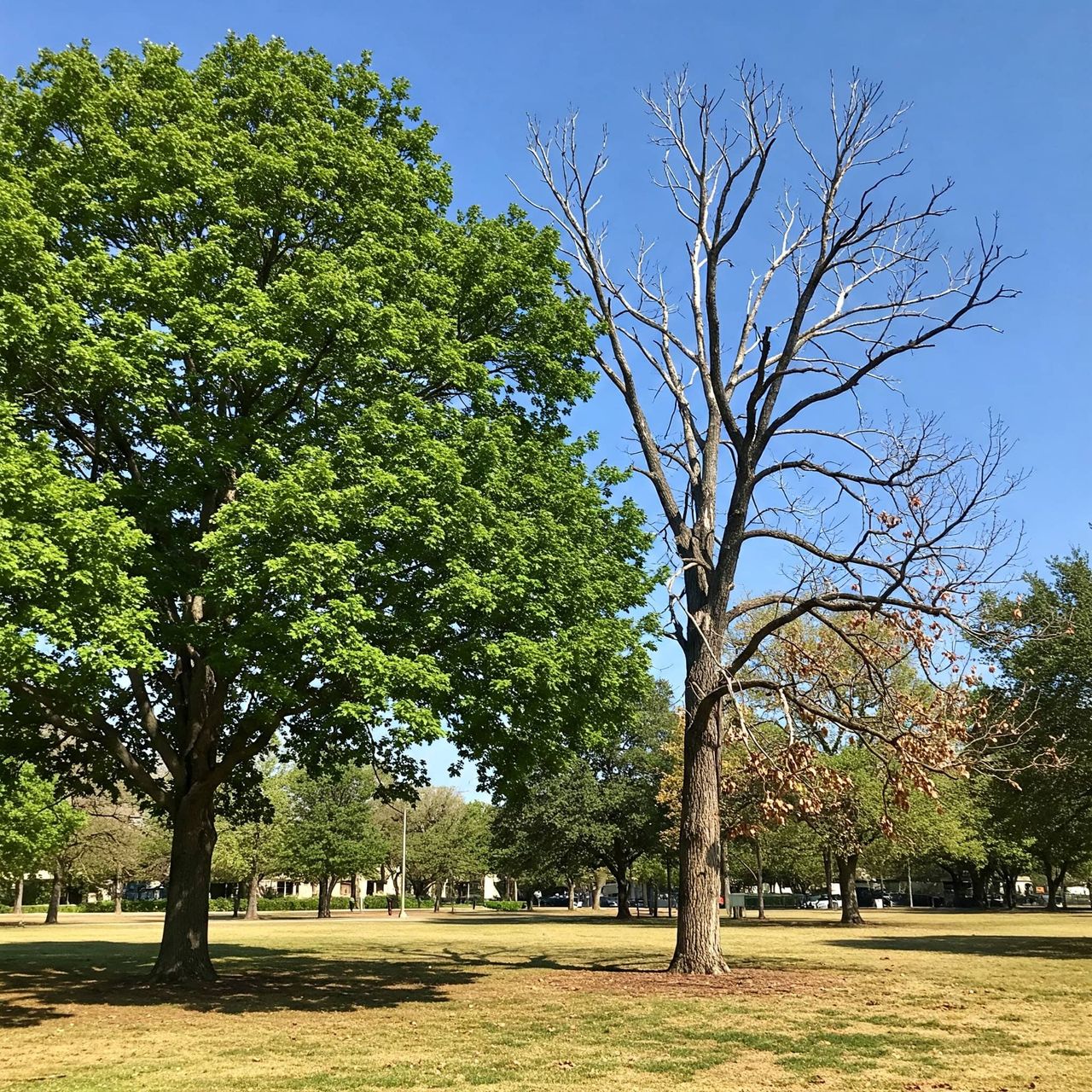 Tree health assessment on a mature oak in Austin