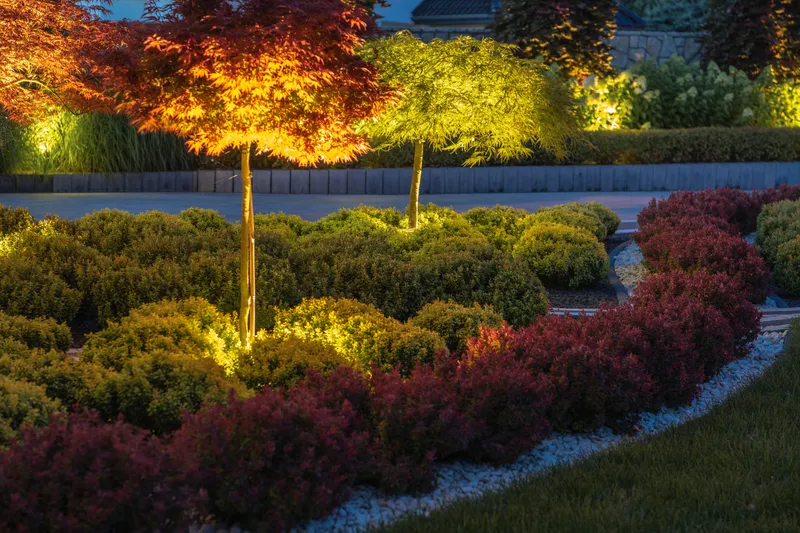 Warm uplights glowing under two small ornamental trees and across clipped shrubs in a front-yard planting bed at dusk